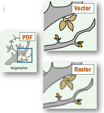 Why Use Svg On Your Website vector vs raster example