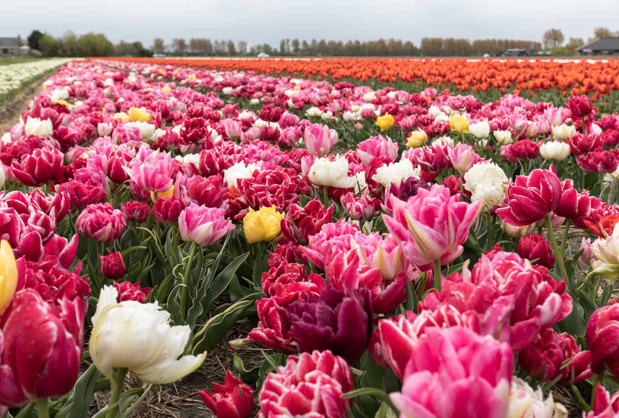 Colorful tulips field of the Bollenstreek, South Holland, Netherlands about Visual Integrity - Sassenheim Netherlands