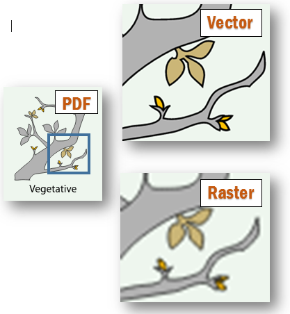 vector-raster